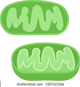 Cute illustration of mitochondria internal