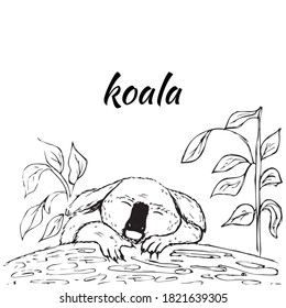 Cute illustration of a sleeping Koala on a tree isolated on a white background