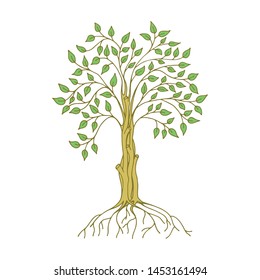 Cute isolated ficus with green leaves and roots. White background. Hand drawn style vector illustration.