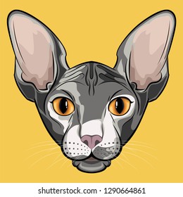 Cute isolated grey sphinx cat face