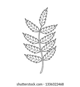 Cute isolated rowan leaf. Black and white sketch, element for a colouring book. White background. Cartoon style illustration. Vector.