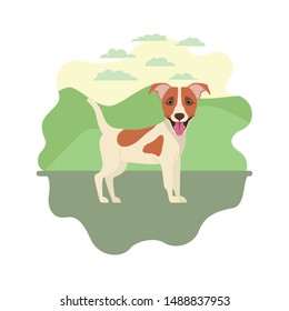 cute jack russell rerrier dog on white background
