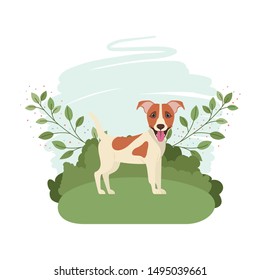 cute jack russell rerrier dog with background landscape