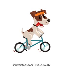 Cute jack russell terrier athlete riding a bike, funny sportive pet dog character doing sports vector Illustration on a white background