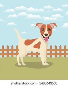cute jack russell terrier dog pet in the camp