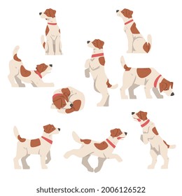 Cute Jack Russell Terrier en varios poismos, amigable animal mascota con vectores de caricatura marrón y blanco Ilustración