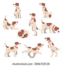 Cute Jack Russell Terrier in Varia Poses Set, Friendly Pet Animal mit brauner und weißer Coat Cartoon Vektorgrafik