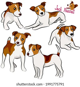 Cute Jackrussell dog doodle.Hand drawn vector illustration on white background.