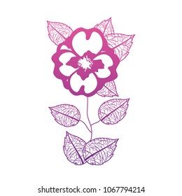 cute jasmine flower with leafs decorative
