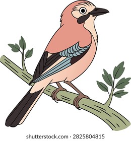 Cute jay bird 