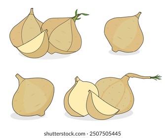 Cute jicama fruit vector design latest version. Whole, half, slices. Fresh brown color. Set of element fruits. Cartoon style. Healthy fruit. Icon, logo, sticker. New illustration on white background.