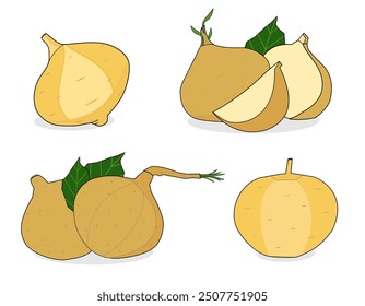 Cute jicama fruit vector design new version in cartoon style. Whole, half, cut, slice jicama illustration with leaves. Fresh brown color. Set of element fruits collection. Healthy. Juicy. Icon, logo