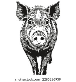 Cute kids hand drawn nursery poster with Pig animal hog
