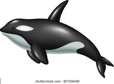 Cute killer whale isolated on white background