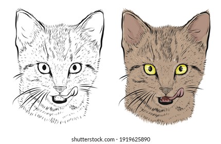 Cute kitten licks its lips, color and black and white image, pet, sketch, coloring book for adults, animal head. Stock vector illustration isolated on white background. Tattoo