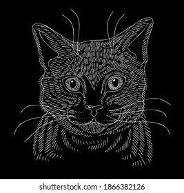 Cute kitten. White chalk sketch on a black background. Portrait on an isolated background. Vector.