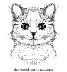 Cute kitty cat, hand drawn graphic sketch illustration of a cat face, front view