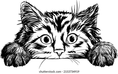 Cute Kitty Cat Peeking its Head Out Over the Table With Paws on Top, Vector Illustration in Hand Drawn Sketch style