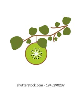 Corta rebanada kiwi colgando de una rama con hojas. Composición aislada en el fondo blanco. Ilustración de estilo plano.