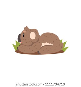 Cute koala bear lying on the ground, Australian marsupial animal character vector Illustrations on a white background