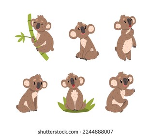 Cute Koala Bear on Eucalyptus Branch and Sitting in Green Grass Vector Set