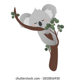 Cute koala bear sleeping on eucalyptus tree while hugging tree in cartoon style on white background, vector stiker for kids, childish animal character