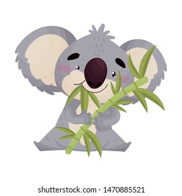 Cute koala eats bamboo leaves. Vector illustration on white background.