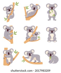 Cute koala. Funny australia animals collection, fluffy gray mini bear in different poses, mom and baby, eucalyptus trees with mammals characters. Adorable mascot vector cartoon flat isolated set