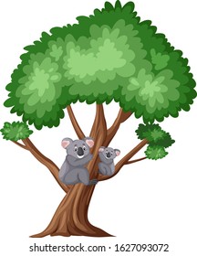 Cute koala on the big tree on white background illustration