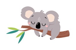Cute Koala Sleeping On Tree Branch, Lovely Australian Animal Cartoon Vector Illustration
