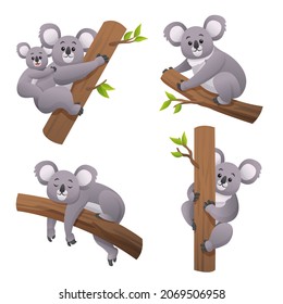 Cute koala in various poses cartoon illustration