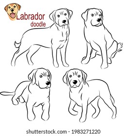 Cute Labrador letriever dog doodle. Collection in different poses in free hand drawing illustration style.