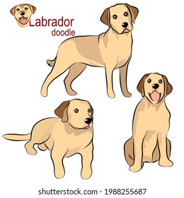 Cute  Labrador letriever dog doodle. Collection in different poses in free hand drawing illustration style on white background.