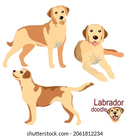 Cute Labrador letriever dog doodle. Collection in different poses in free hand drawing illustration style on white background.