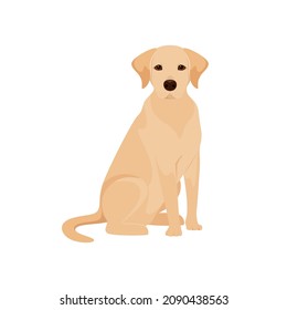El labrador lindo sobre un fondo blanco. Un perro en un diseño de dibujos animados.
