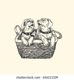 Cute Labrador puppies sitting in a basket. Vintage style. Vector illustration.