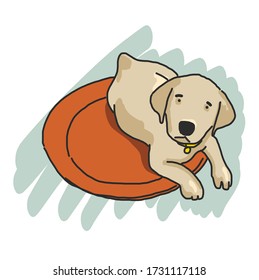 A cute labrador puppy lays down on plate