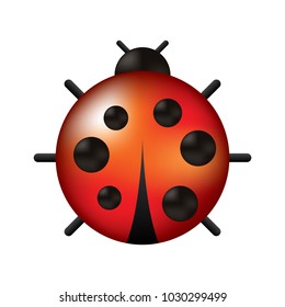 cute ladybug dotted animal insect wildlife