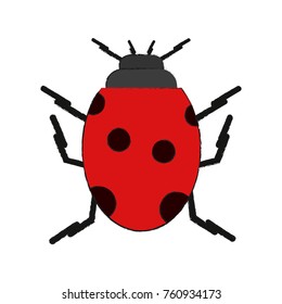 Cute ladybug insect