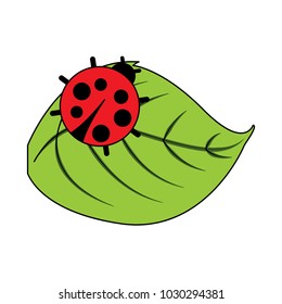 cute ladybug in leaf natural wildlife animal