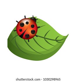 cute ladybug in leaf natural wildlife animal