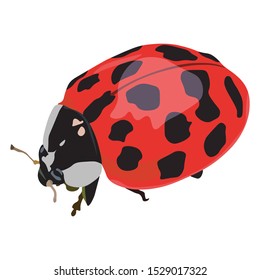 Cute Ladybug Vector Illustration Isolated In White Background