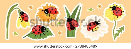 Cute ladybugs sticker sheet vector set. Flat ladybird characters on summer flowers and leaves with white outline for kids.