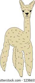 Cute lama alpaca