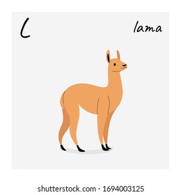 Cute lama - cartoon animal character. Vector illustration in flat style isolated on gray background.