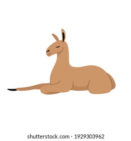 Cute lama - cartoon animal character. Vector illustration in flat style isolated on gray background.