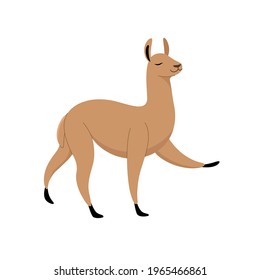 Cute lama - cartoon animal character. Vector illustration in flat style isolated on white background.