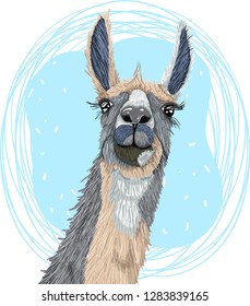 Cute Lama cartoon hand drawn vector illustration. Can be used for baby t-shirt printing, fashion print design, children wear, baby shower celebration greeting and invitation card.