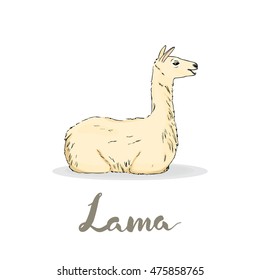 Cute Lama with hand drawn lettering isolated on white background. Sketch style. Trend calligraphy. Vector illustration