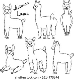 Cute lamas and alpacas. Funny smiling animals isolated on white